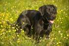 Black Labrador dog portrait in grass and yellow flowers. Art Print